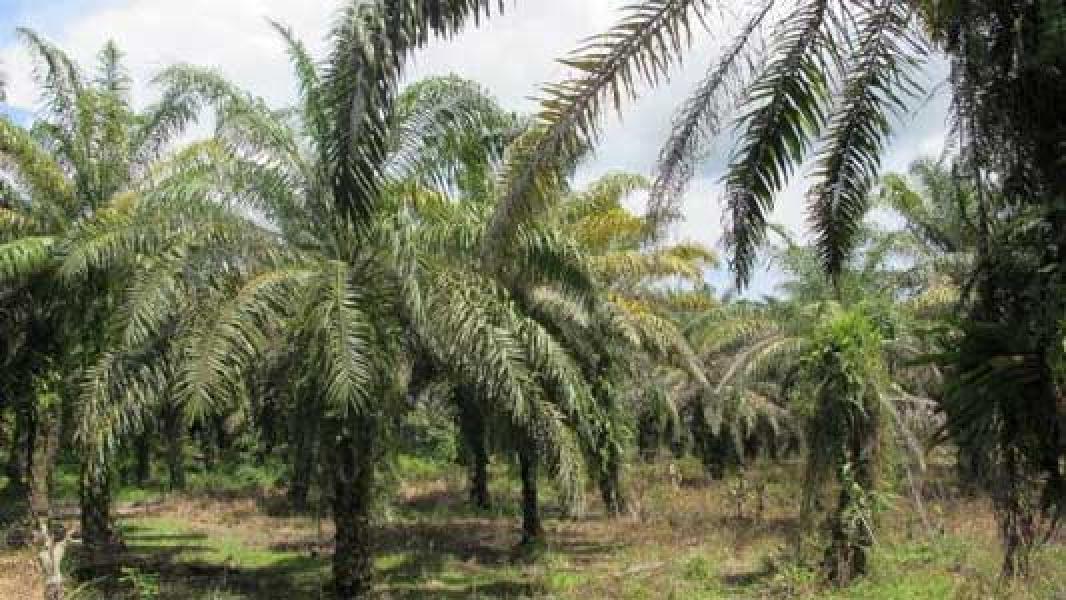 Kebun Sawit Pemkab Siak di Pusako Banyak Dijual Warga