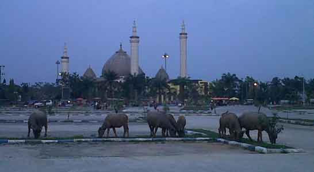 Kerbaupun Ikut Nikmati Keindahan Taman Kota