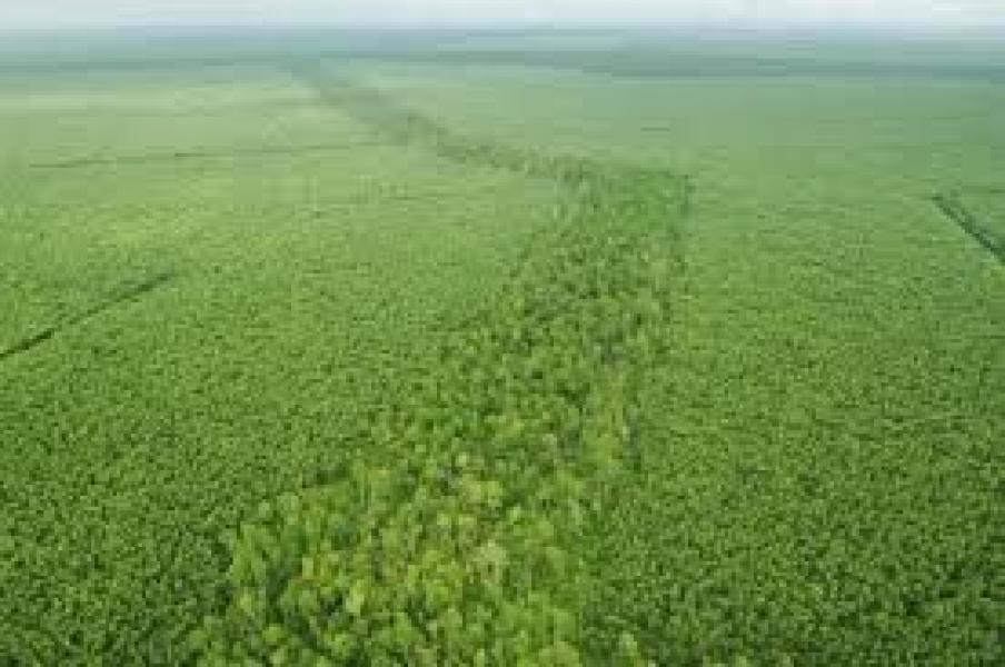 Lahan di Teluk Meranti Banyak Tumpang Tindih