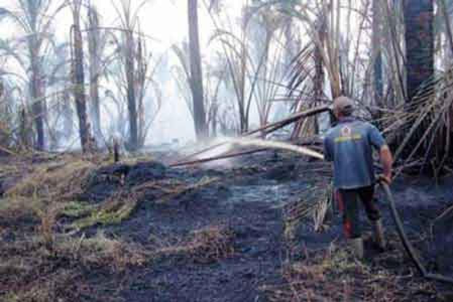  PT NSP Bantah Terlibat Karhutla 