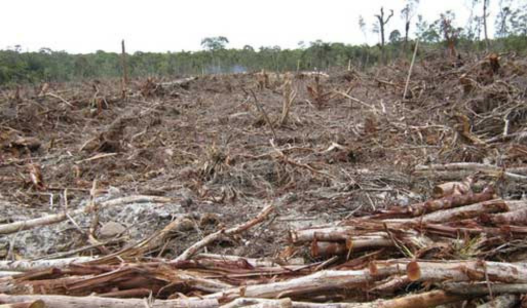 Pembangunan Kebun Sawit Berdasarkan Permintaan Kelompok Tani