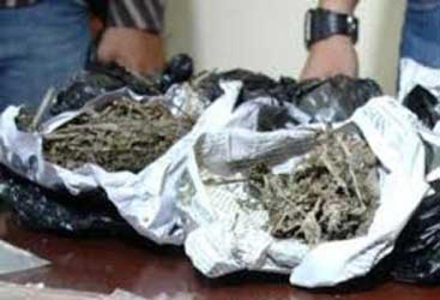 Pengedar Ganja Diciduk Polisi
