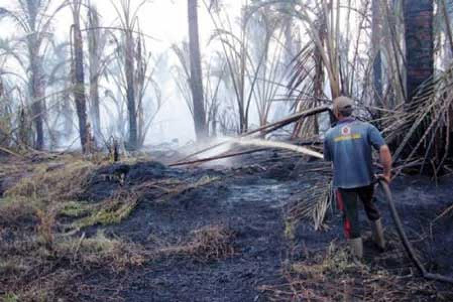 Polda Riau Telah Tetapkan 65 Orang Tersangka Pembakar Lahan