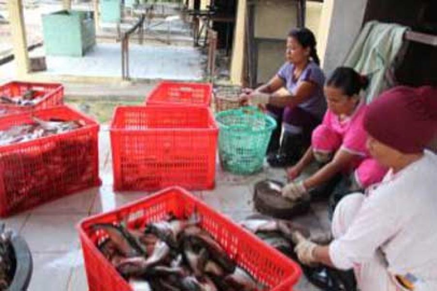 Prospek Baru Ikan Patin Kampar