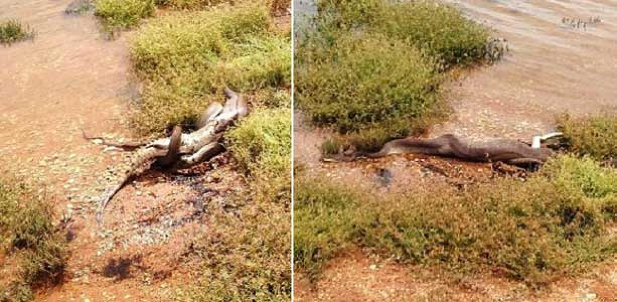 Wuih! Ular di Australia Telan Buaya Utuh-utuh
