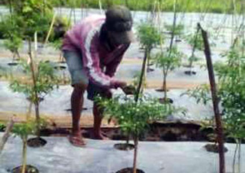 Buruh Harian Alih Profesi Bertanam Cabe
