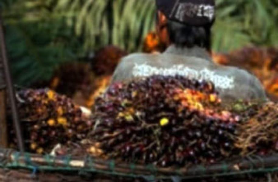 Curi Sawit, 3 Warga Pekan Heran Dipolisikan