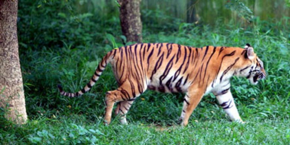 Harimau Penerkam Petani Masih Bebas Berkeliaran