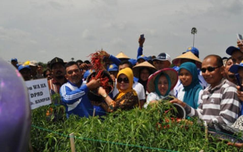 Kampar Siap Penuhi Kebutuhan Cabai di Riau
