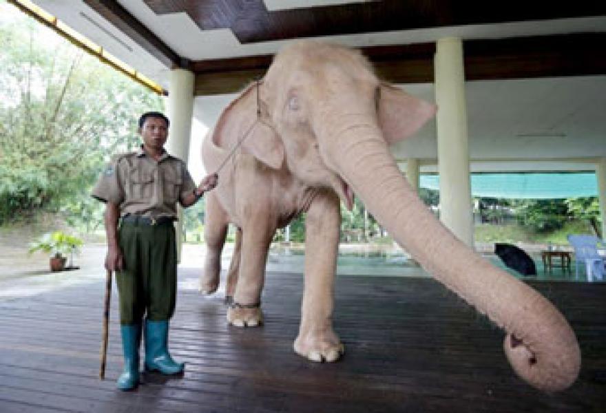 Pemerintah Myanmar Tangkap Gajah Putih Langka