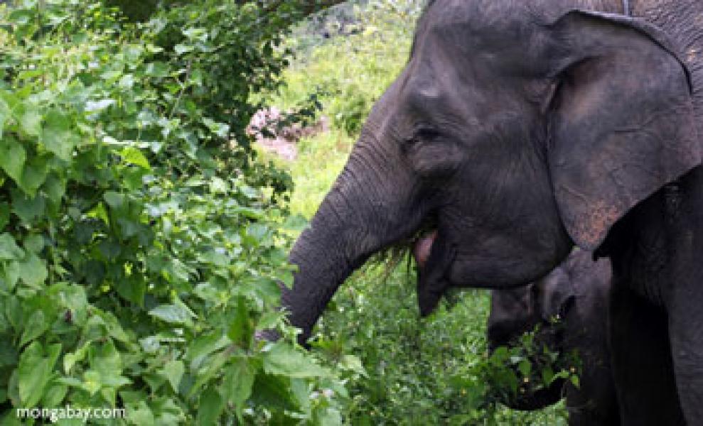 Penjaga Kebun Sawit Tewas Diinjak Gajah