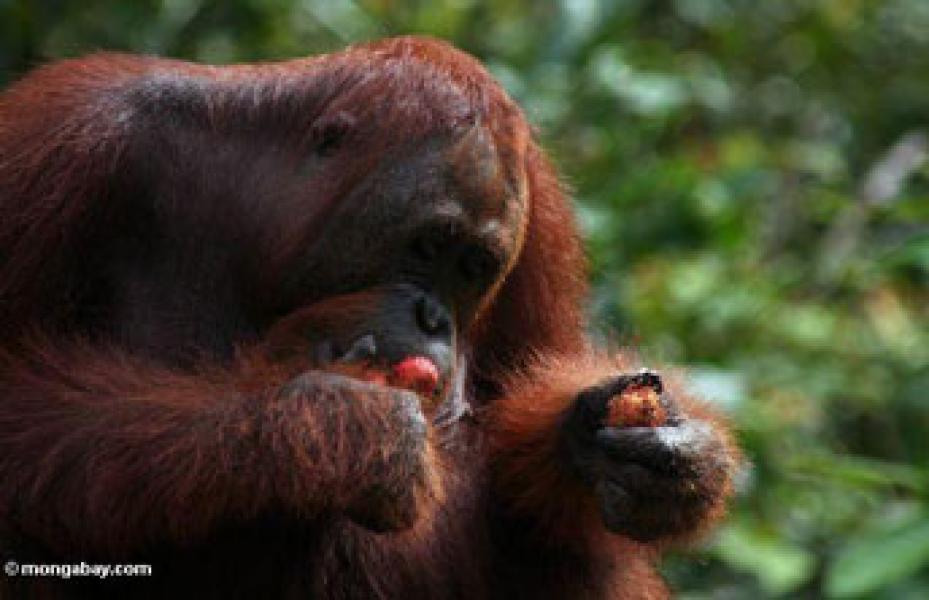 Populasi Sub-Spesies Orangutan Terlangka Ditemukan di Pulau Kalimantan