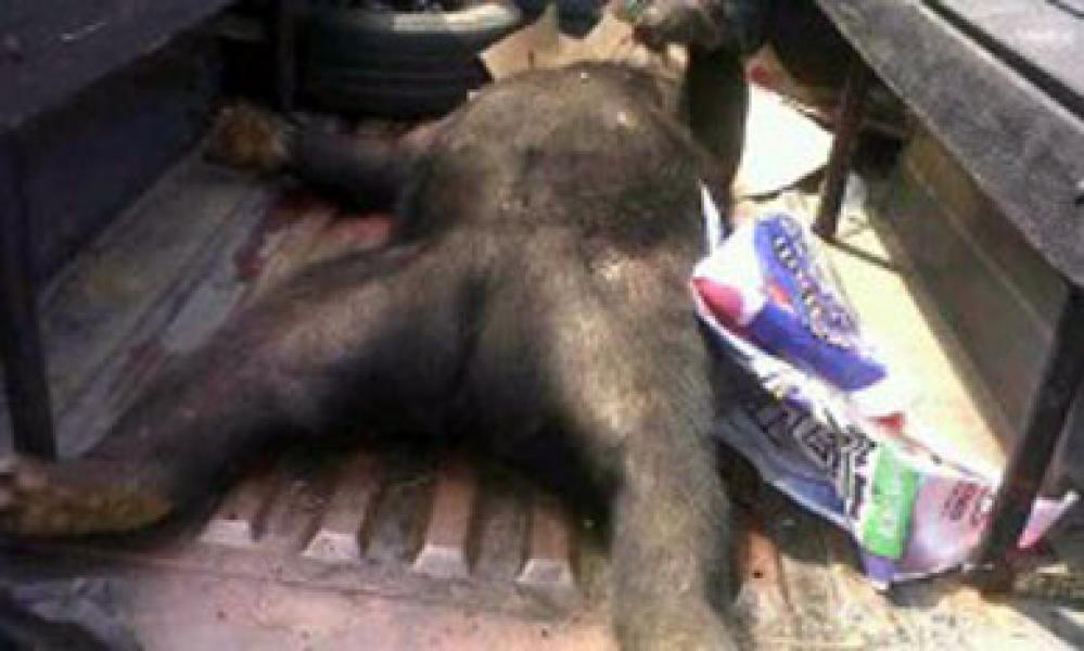 Wabup Rohul Minta BBKSDA Riau Serius Tangani Ancaman Beruang Madu