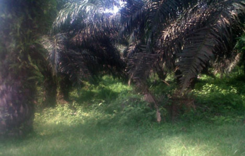 12 Tahun Beroperasi, PT Teso Indah Terlantarkan Kebun KKPA Bina Sejahtera