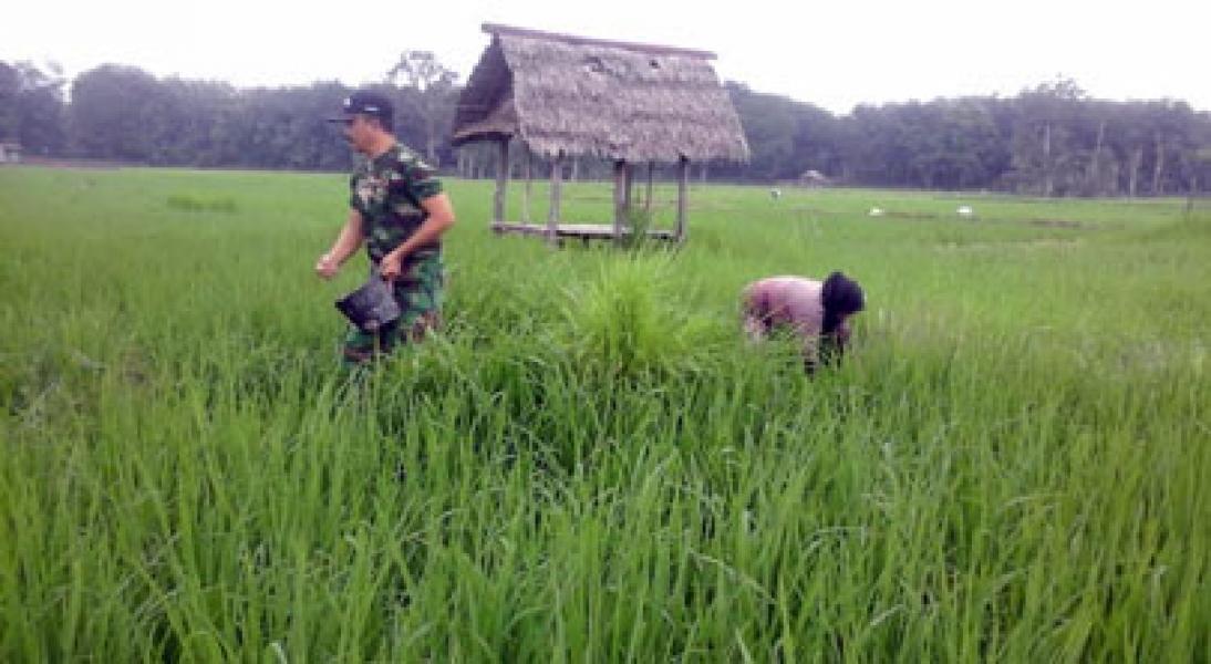 Babinsa Pendamping Upsus Melaksanakan Pemupukan Padi di Desa Pulau Kumpai