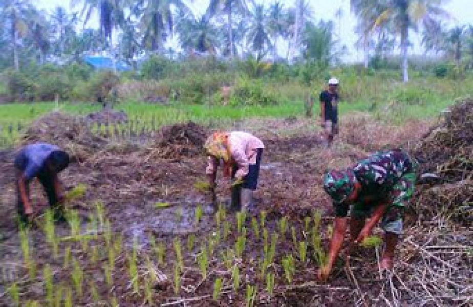 Babinsa Teluk Dalam Koramil 04/Kuindra Laksanakan Pendampingan Pertanian