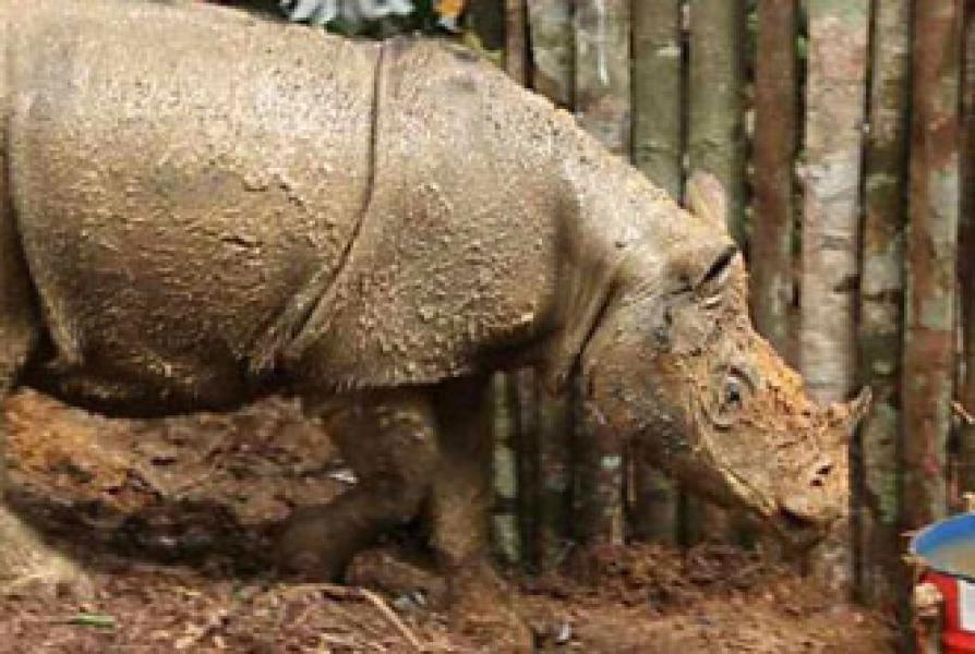 Badak Terkecil di Dunia Ditemukan di Kalimantan