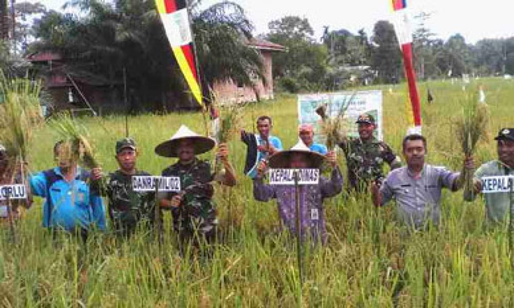 Danramil 02/Kuantan Panen Padi Perdana
