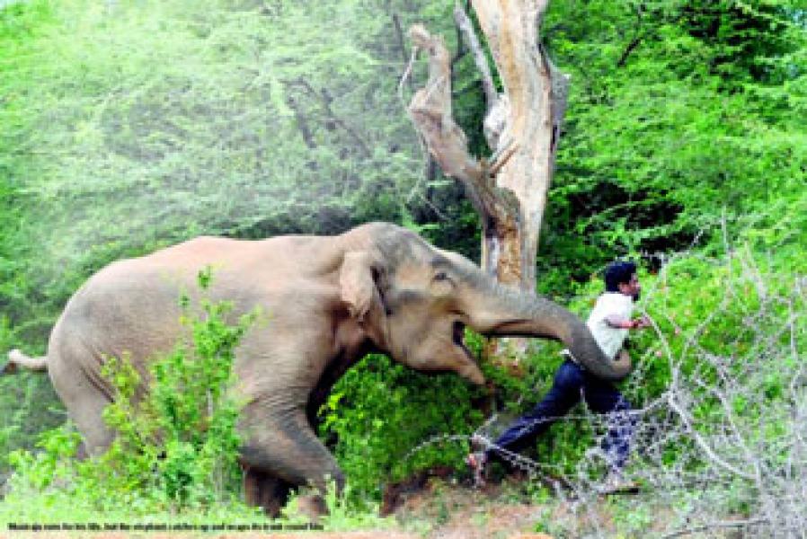 Gajah di India Ngamuk Tewaskan Lima Orang