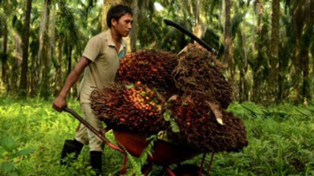 Harga TBS Sawit Naik itu Rp13,19