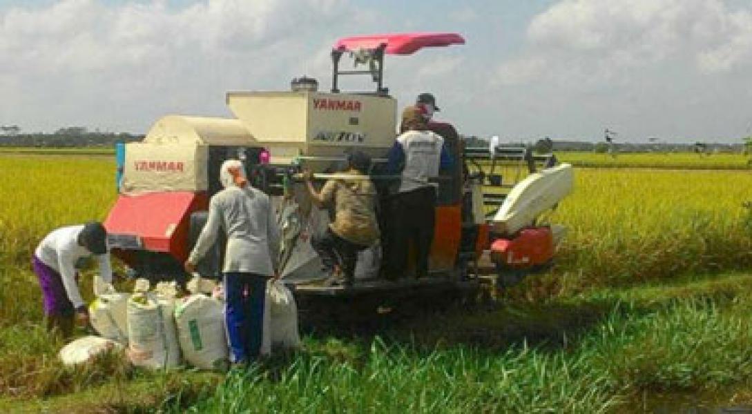 Kabupaten Siak Masih Kekurangan 42 Persen Beras
