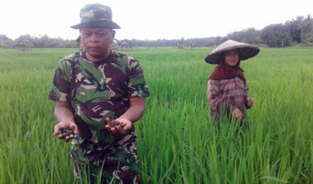 Pemberantasan Hama Keong Emas, Babinsa Pendamping Upsus Bersama Petani