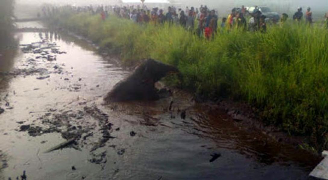 Seekor Gajah Liar Porak-poranda Kebun Milik Warga Siak