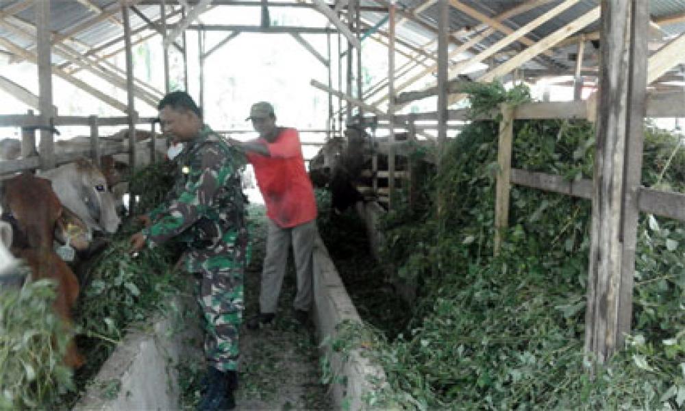 Babinsa Koramil 11/Tambusai Laksanakan Pendampingan Ternak Sapi Brahman Cross