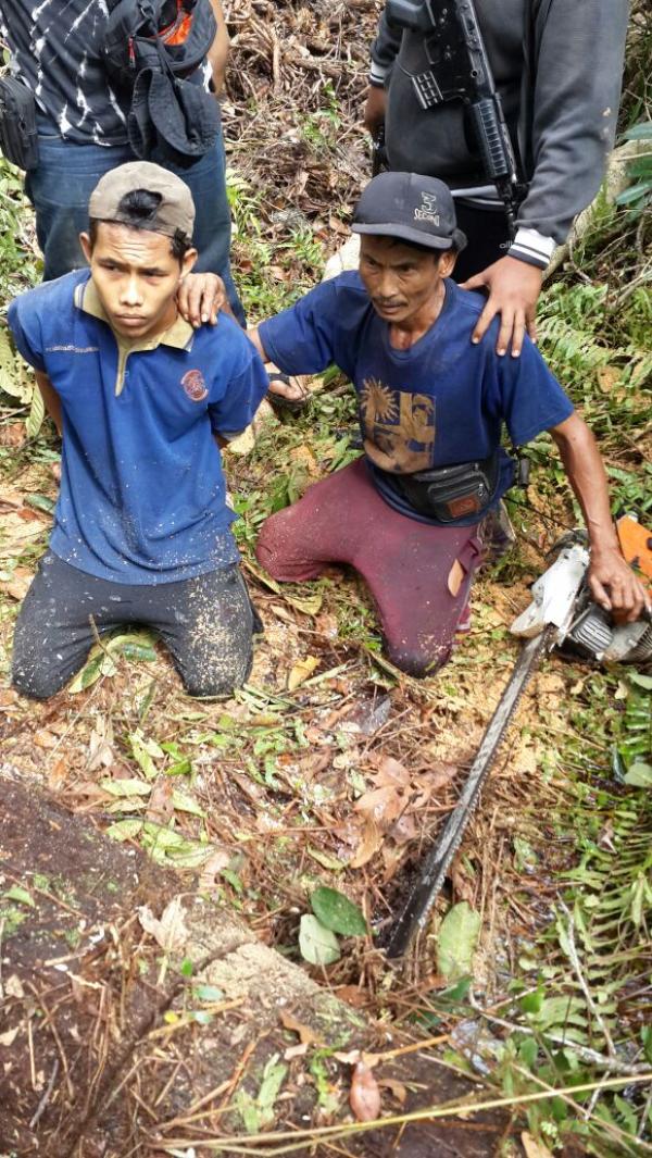 Dua Pelaku Illegal Logging di Desa Kerumutan Ditangkap Tim Gabungan Polres Pelalawan