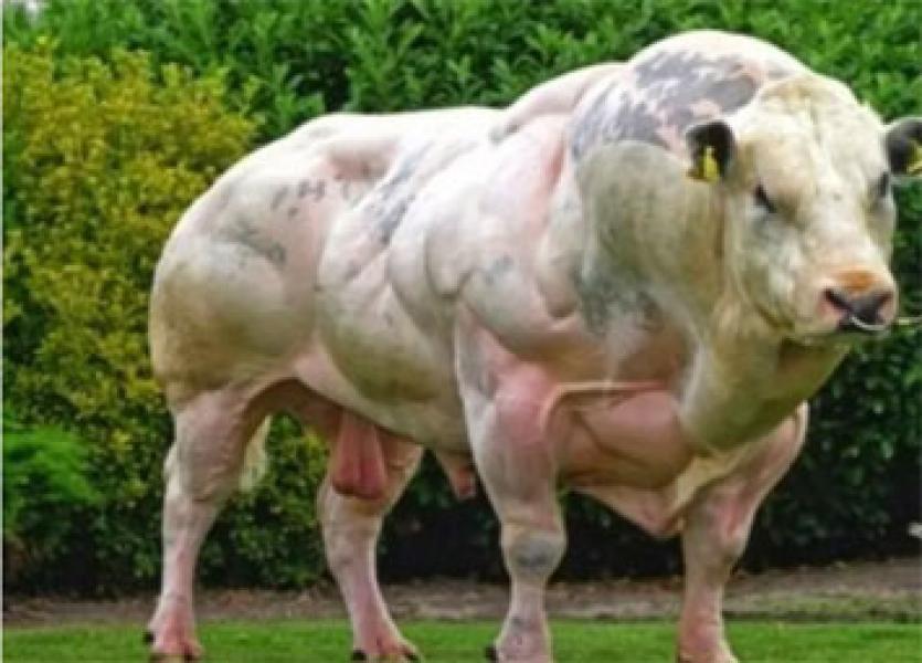 Ini Penampakan Sapi Berotot di Belgia