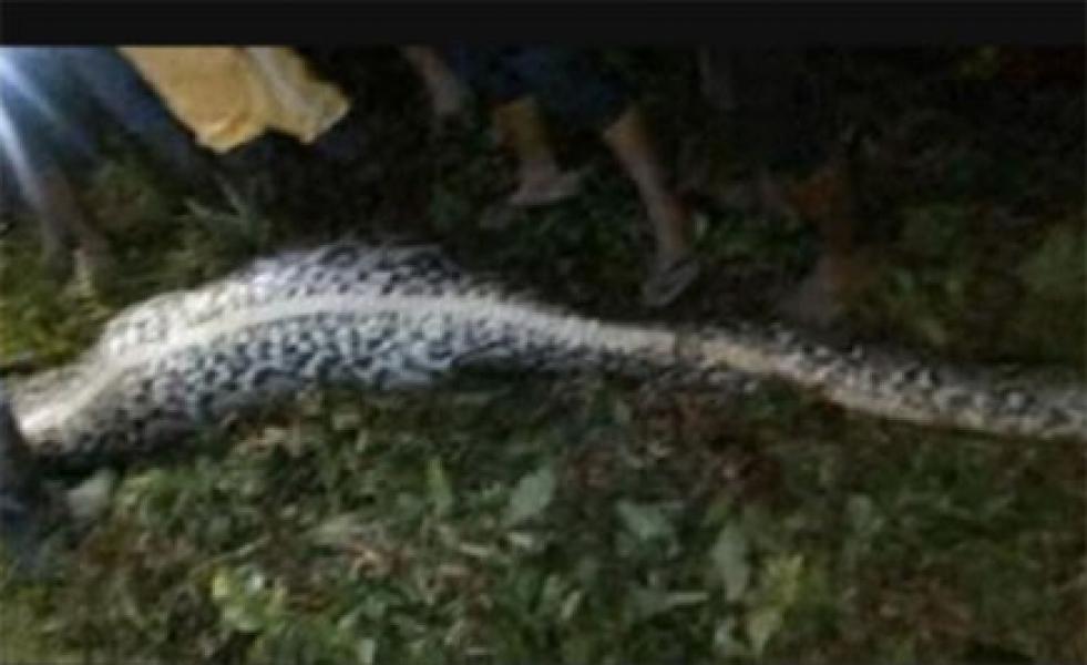 Inilah Bagaimana Ular Piton Mampu Memakan Manusia di Mamuju