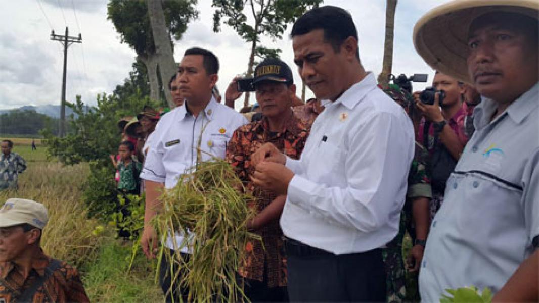 Mentan RI: Bulog Serap Gabah Petani Sebesar-Besarnya Sesuai HPP