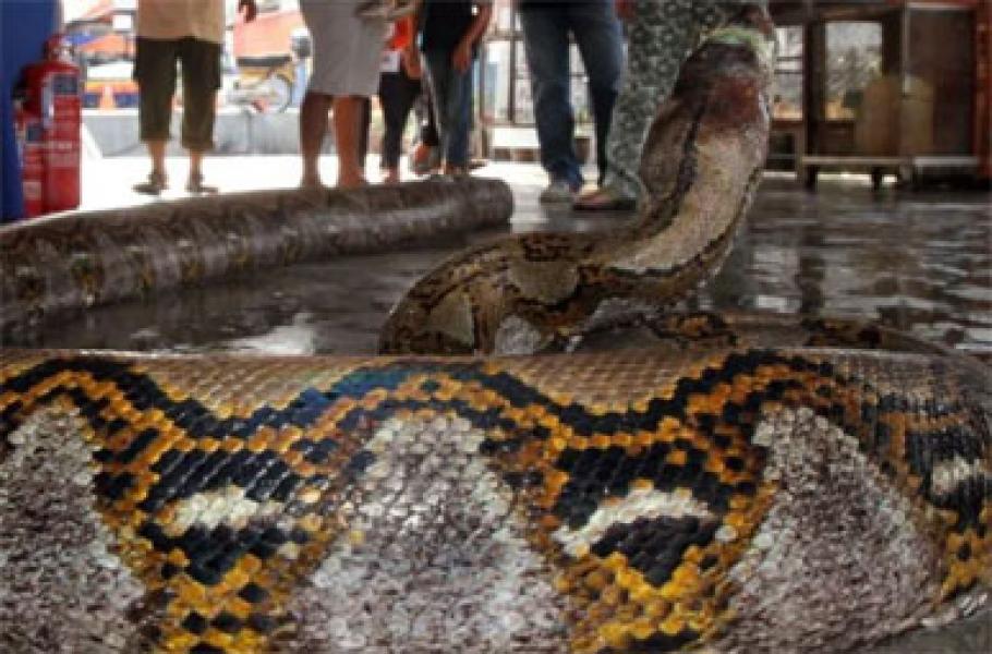 Menyeramkan! Petani Sawit Tewas Ditelan Ular Piton