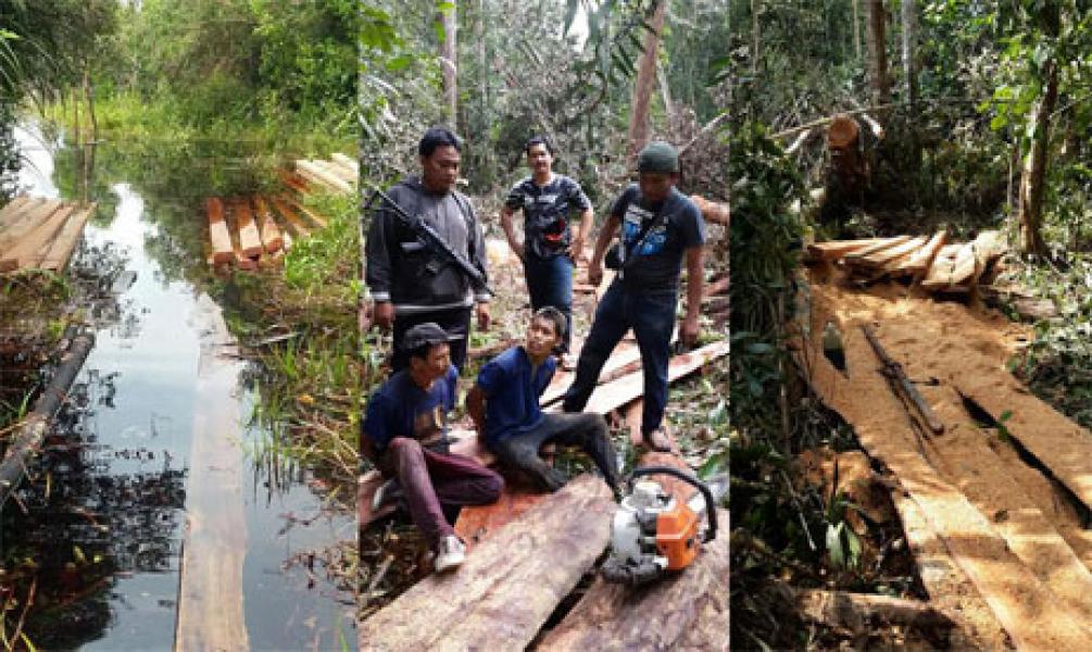 Polres Pelalawan Amankan Dua Pelaku Ilegal Logging Dari HSM Kerumutan 