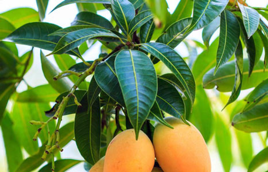 Air Rebusan Daun Mangga Bisa Menyembuhkan Diabetes?