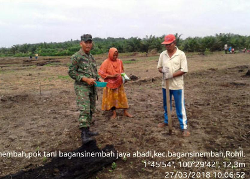 Begini Aksi Babinsa Membantu Petani Kedelai Di Bagan Sinembah