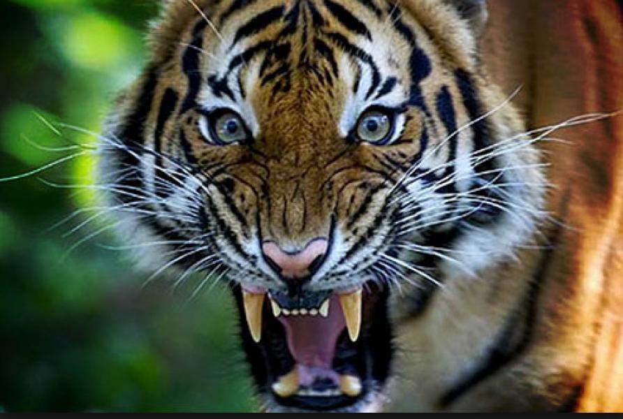 Harimau Sumatera Pemangsa Manusia Dilumpuhkan BBKSDA Riau