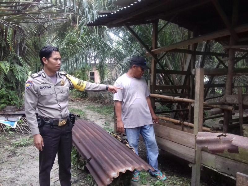 Maling Sikat Tiga Ekor Sapi Warga Siak