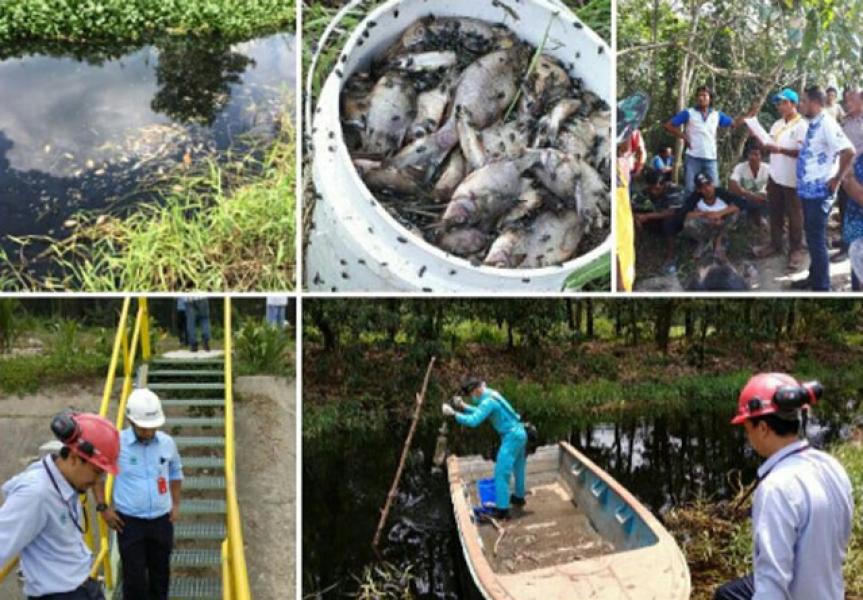 Lagi Ribuan Ikan Mati Diduga Tercemar Limbah, KLHK Turunkan Tim ke RAPP