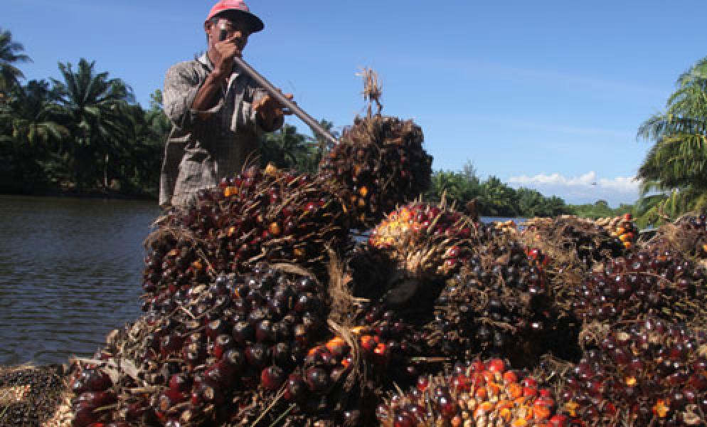 SPKS Tuntut Dana Sawit untuk Kepentingan Petani