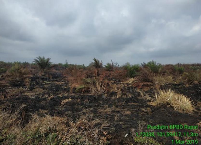 Bengkalis Diguyur Hujan, Tim Satgas Karhutla Sisir Titik Api yang Tersisa