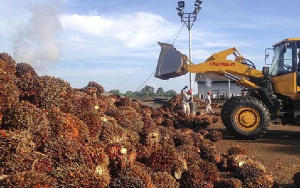 Diskriminasi Sawit, Petani Minta Pemerintah Perbaiki Diri