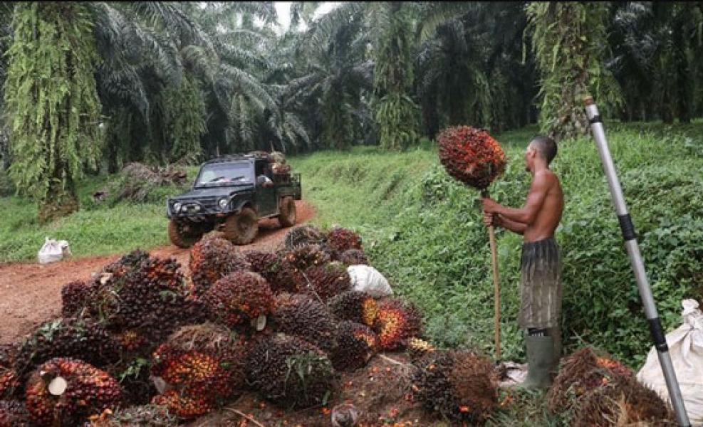 Diskriminasi Sawit UE untuk Kurang Defisit Dagang dengan RI?