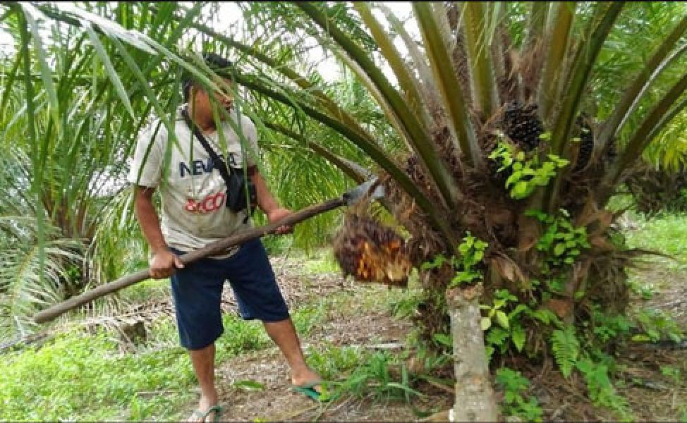 Duh! Kabar dari Eropa Bawa Harga CPO Kembali Anjlok