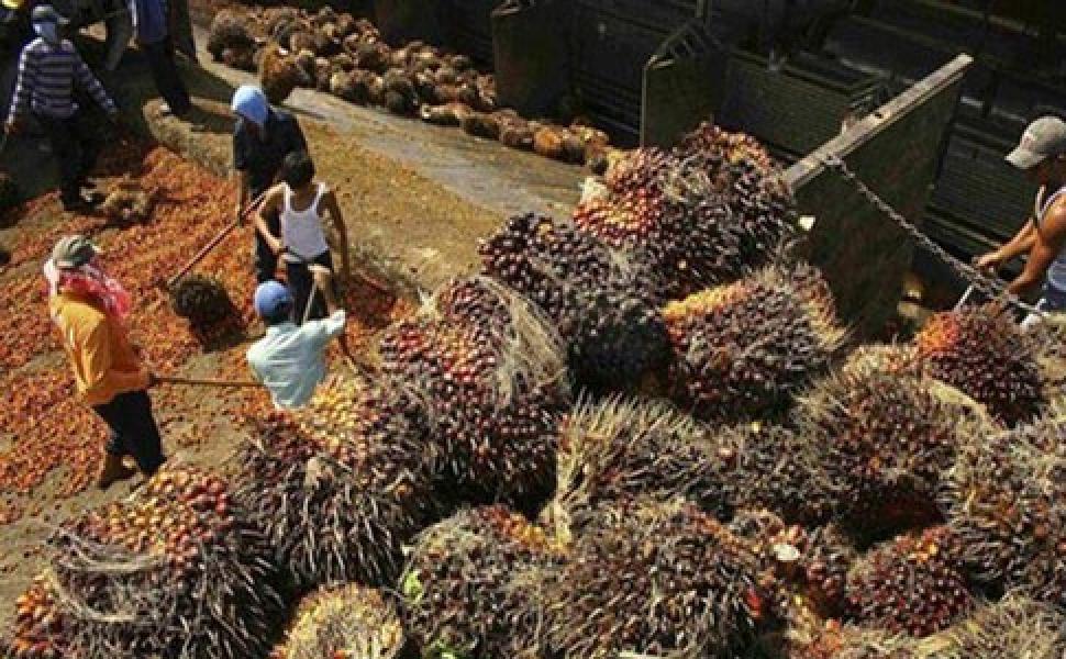 Duh, Sudah 4 Hari Harga CPO Berada di Zona Merah