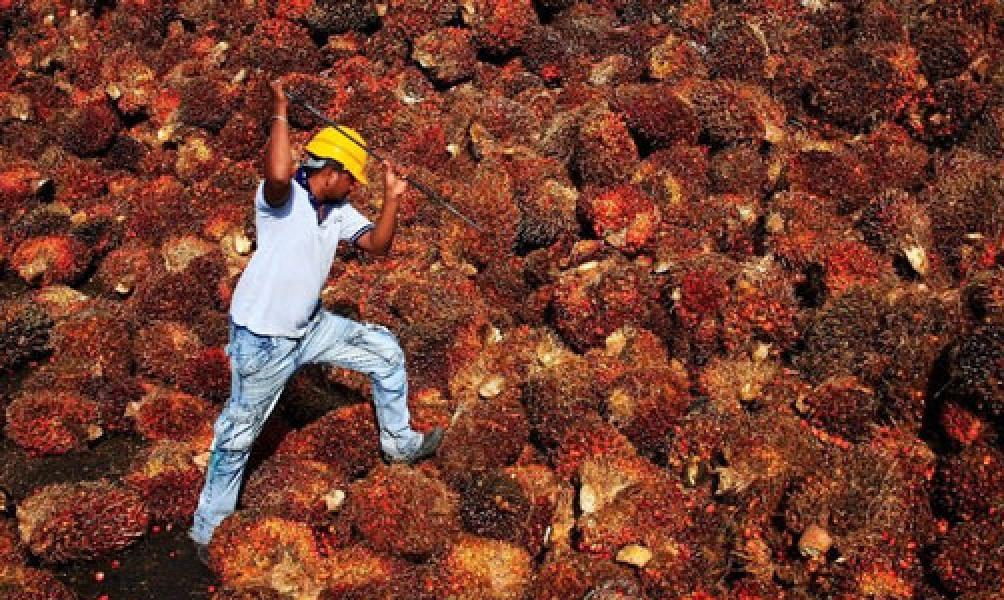 Harga CPO Melemah 5 Hari Berturut-turut, Akankah Berlanjut?