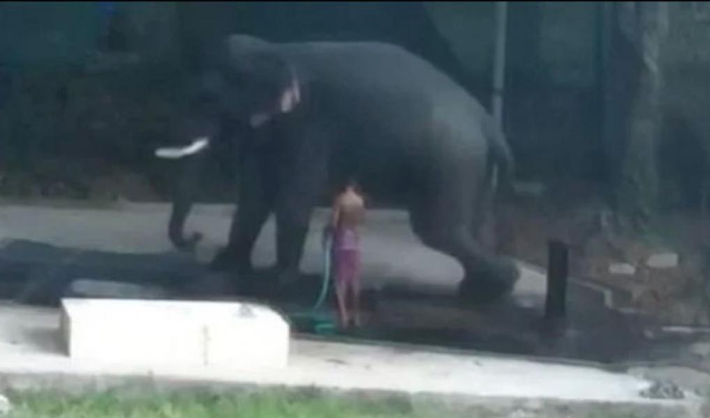 Pukuli Gajah Pakai Tongkat, Pawang Ini Diduduki Hingga Tewas