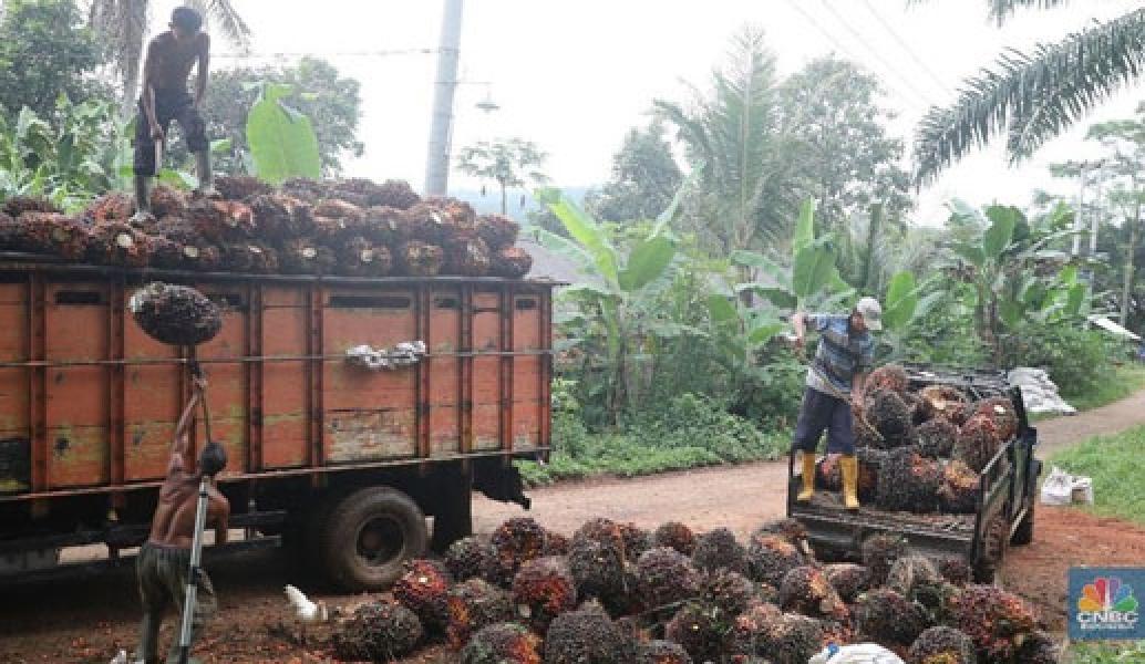 Sawit Makin Suram, RI Kaji Ulang Negosiasi Dagang Uni Eropa
