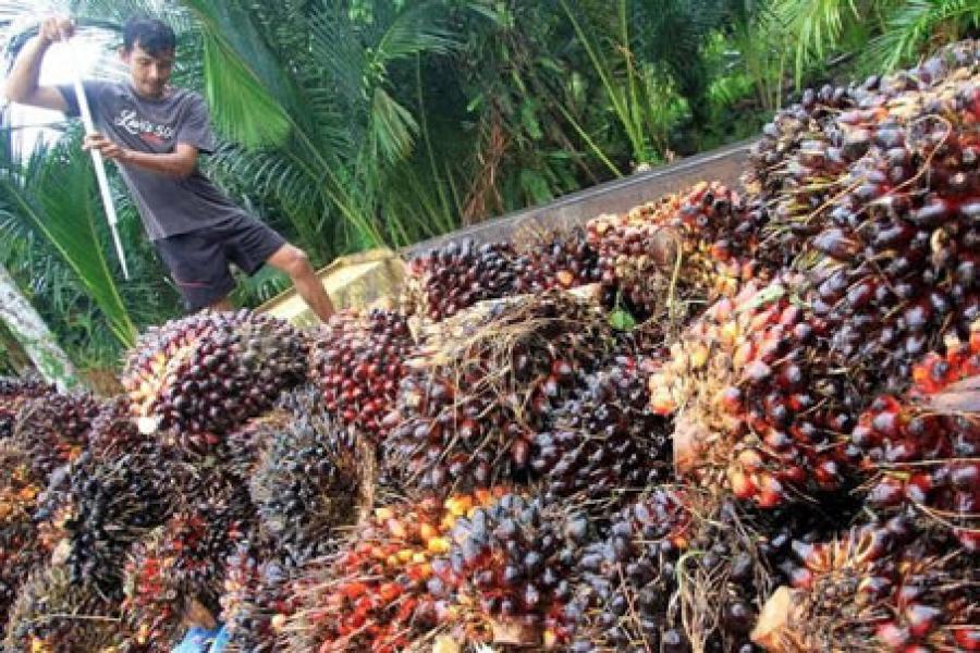 Harga TBS Sawit Pekan Ini Rp1.717,15 per Kg