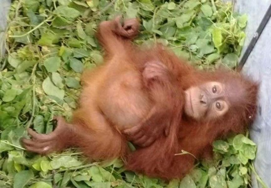 KLHK Gagalkan Penyelundupan Orangutan Dari Dalam Bus Cargo di Pekanbaru